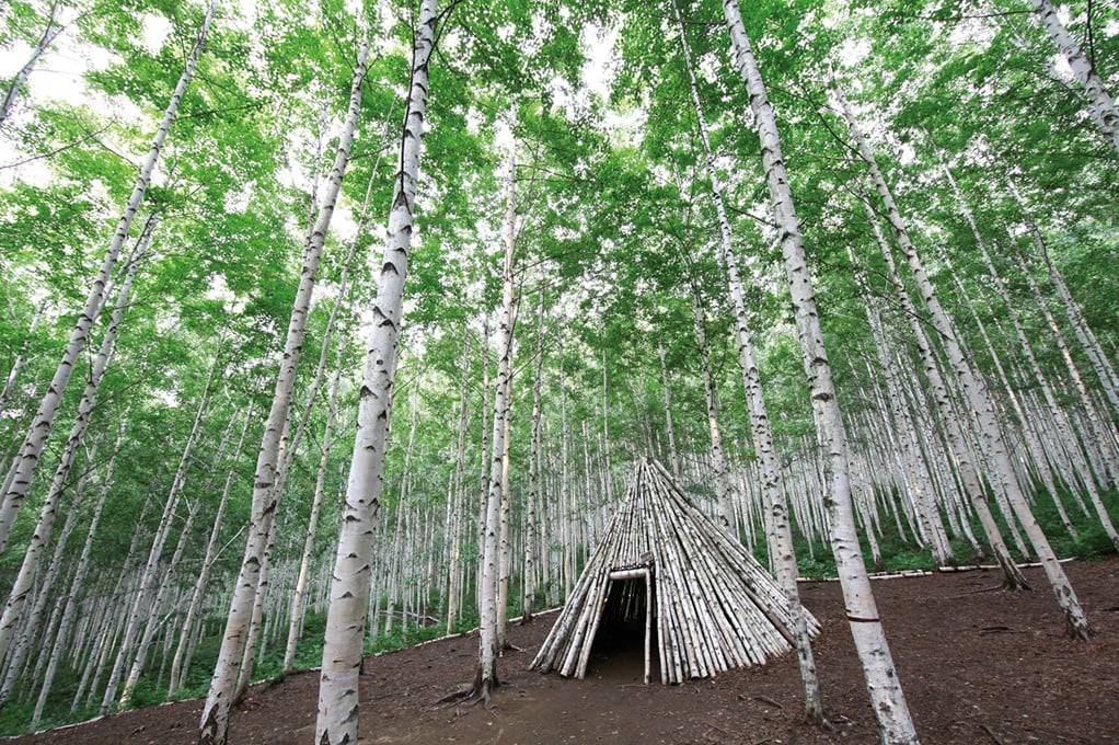 院垈里白樺林