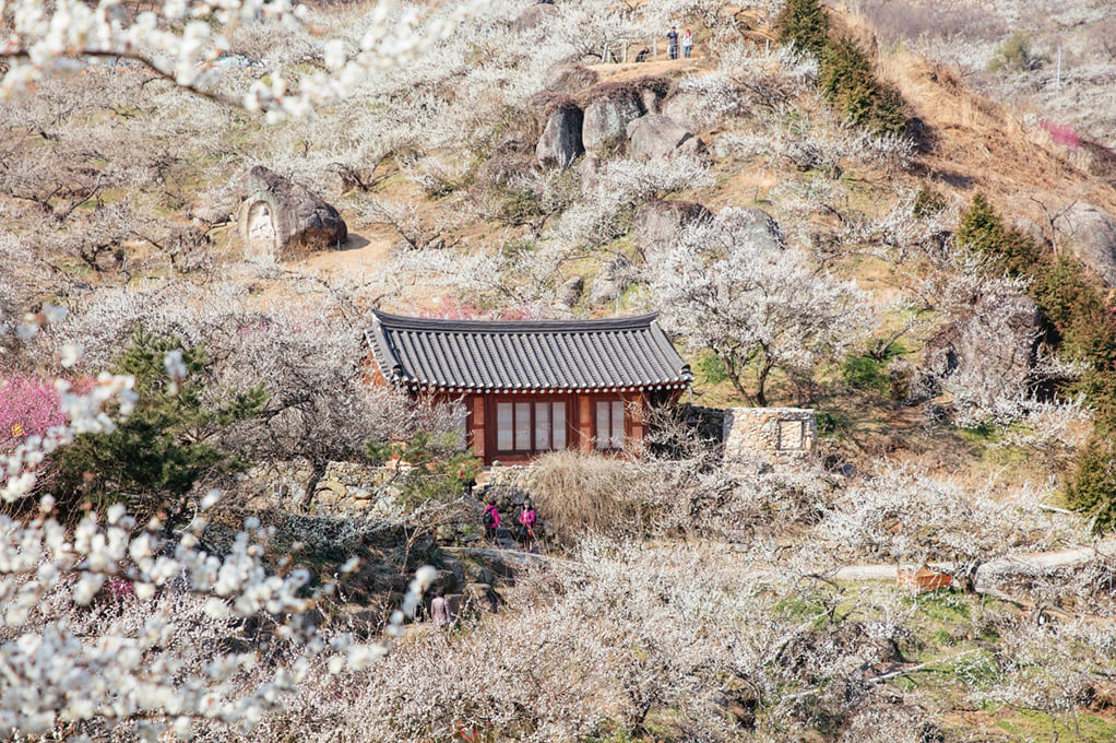 光陽梅花村‧青梅農園