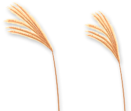 reed