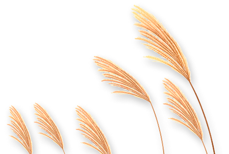 reed