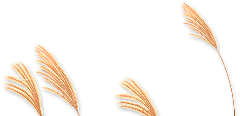 reed