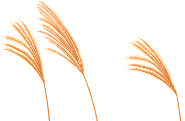 reed
