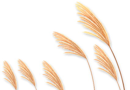 reed