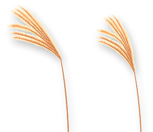 reed
