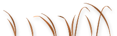 reed