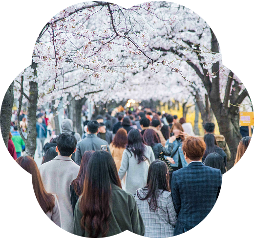 Yeongdeungpo Yeouido Spring Flower Festival