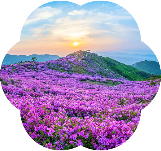 A Guide to Spring Blossom Forecast