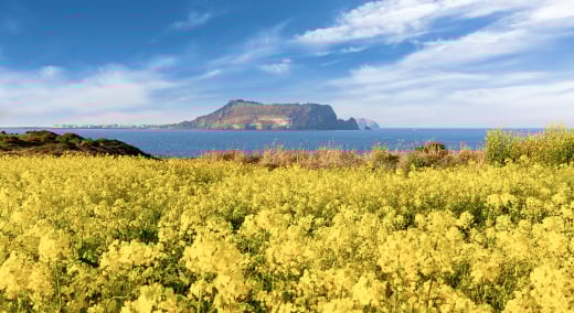 A Full Day of Fun and Entertainment in Goyang