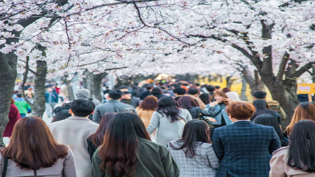 Yeongdeungpo Yeouido Spring Flower Festival