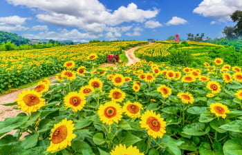 盡情留下人生美照！韓國夏季賞花景點推薦